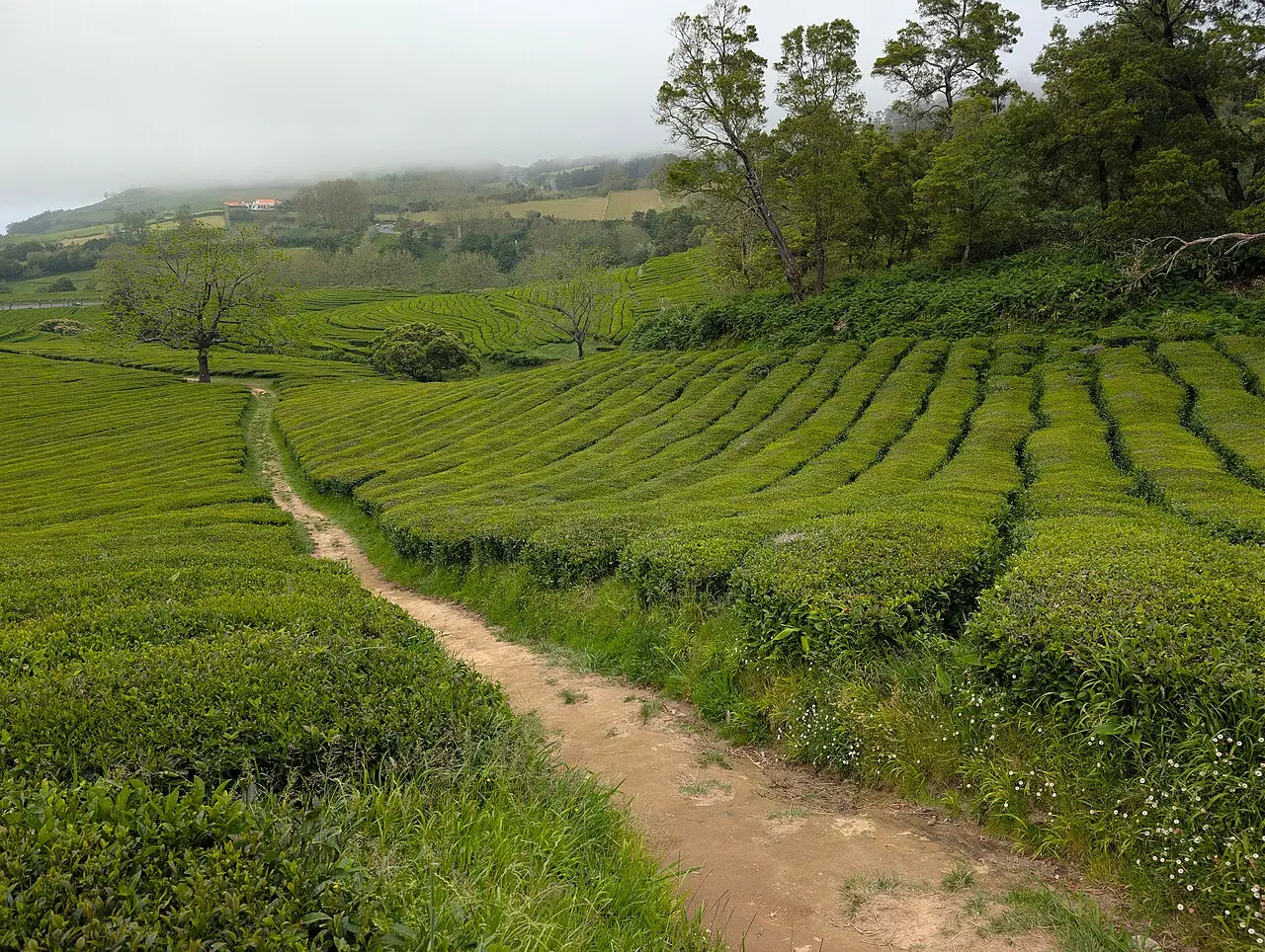 Chá na costa norte e margem para o tempo