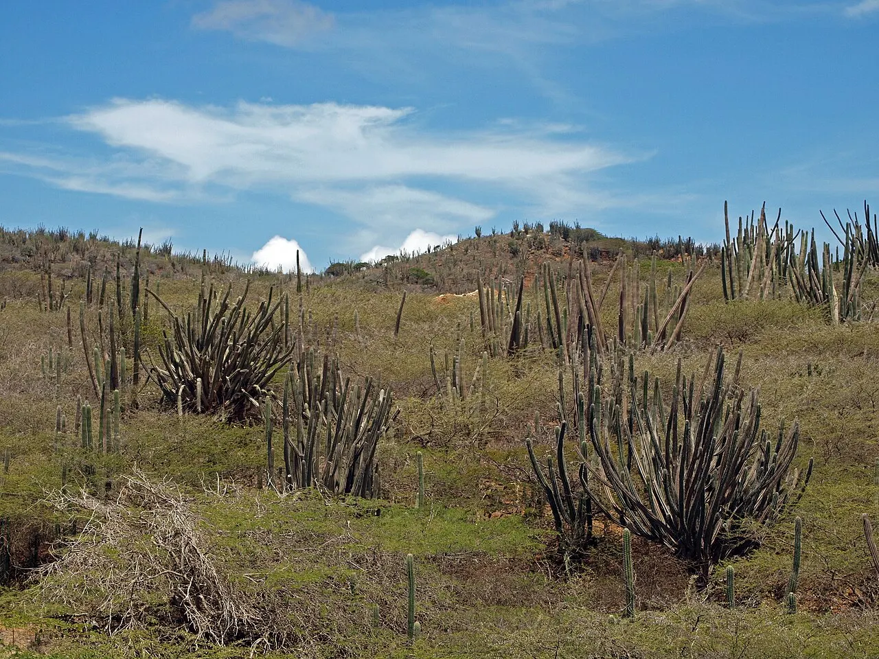 La vegetación seca del Parque Nacional Arikok, con cactus candelabro altos repartidos por una ladera de pasto bajo el cielo azul.