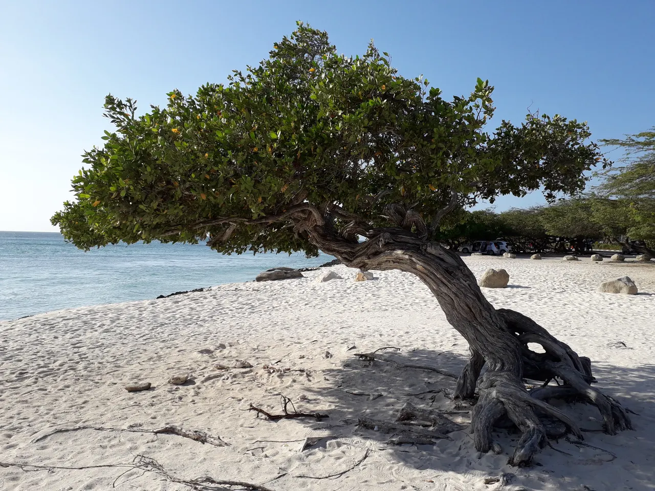 Un árbol de tronco grueso e inclinado en la arena clara de Eagle Beach, con una copa verde sobre el mar azul y coches al fondo.