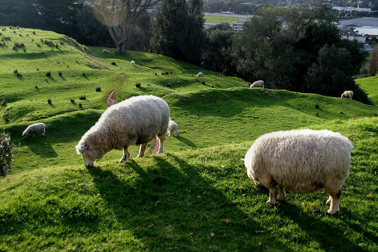Ovelhas pastando na encosta de grama do Cornwall Park, no One Tree Hill.