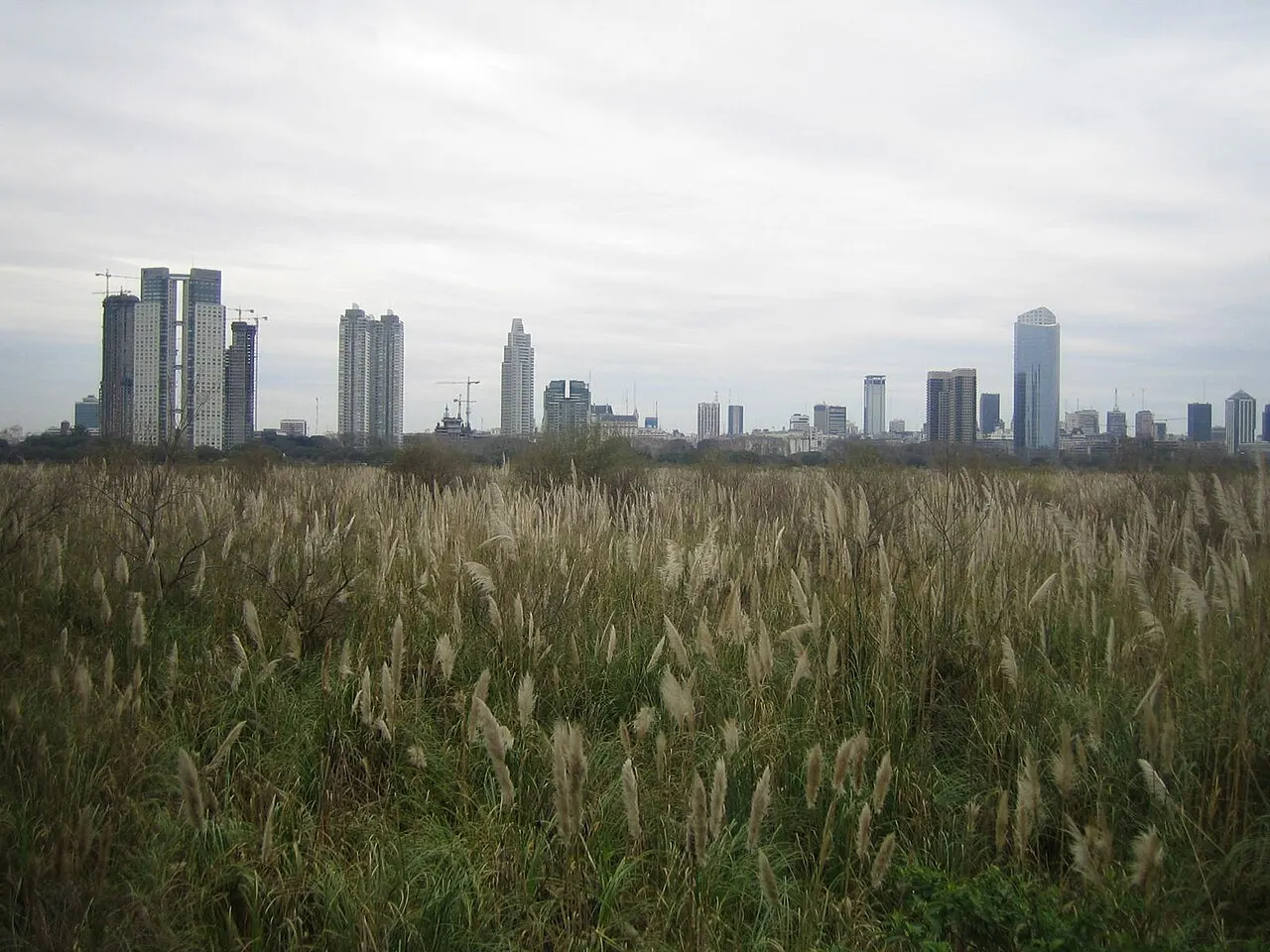 Capim alto da reserva, com os prédios da cidade ao fundo sob céu cinza.