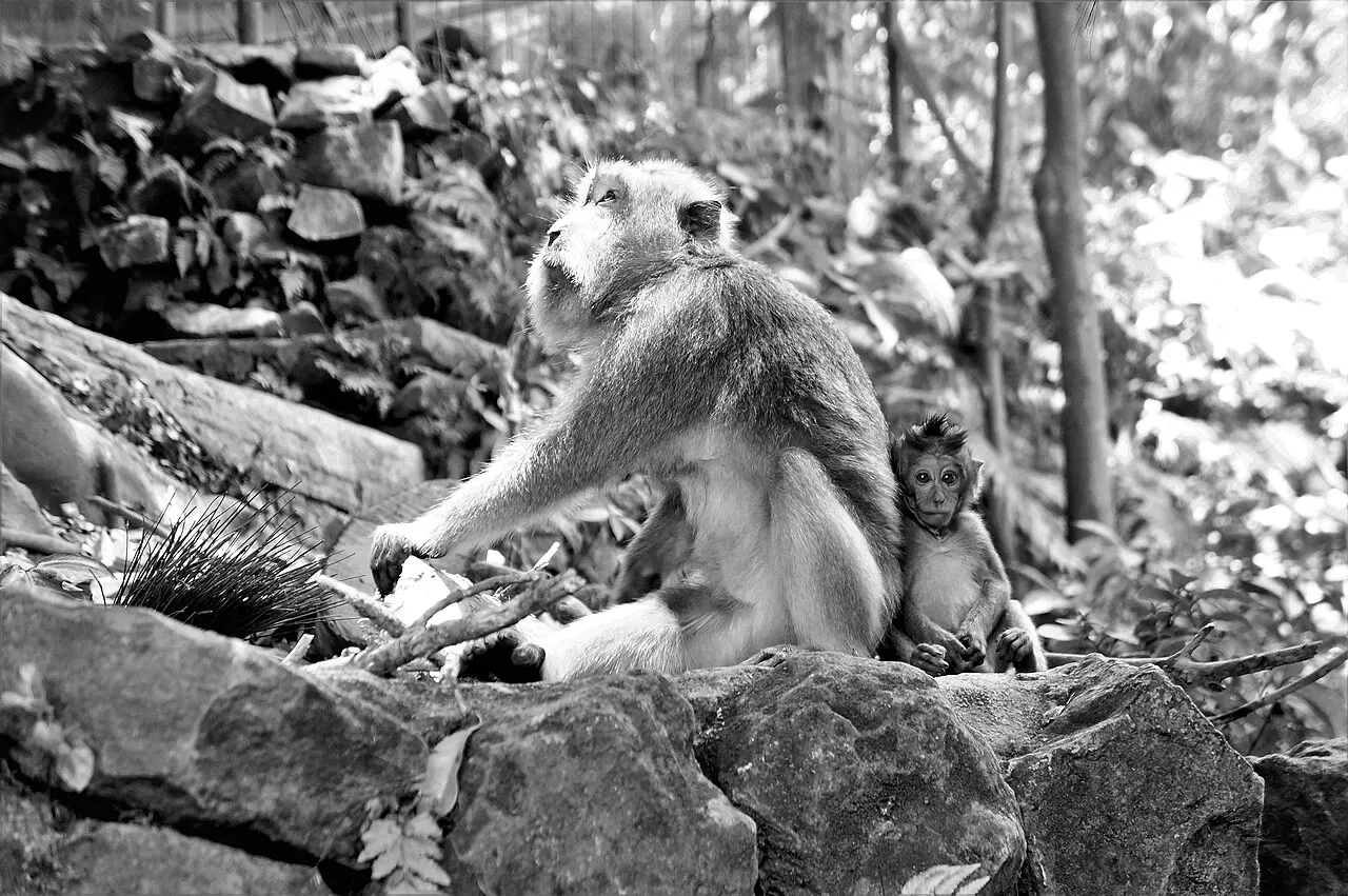 Macaco cinza sentado sobre uma pedra, com um filhote pequeno ao lado, em foto em tons de cinza.