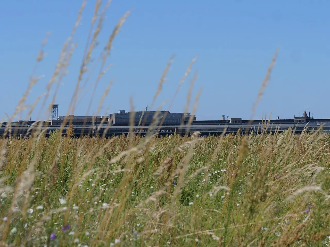 Capim alto e flores do campo no Tempelhofer Feld em primeiro plano, com a fachada longa e baixa do antigo aeroporto de Tempelhof recortada contra o céu azul ao fundo.