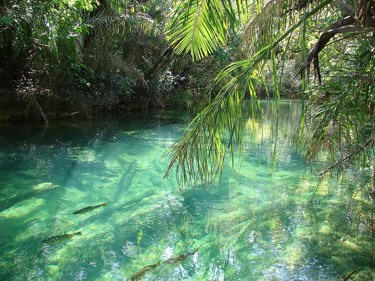 A água verde e transparente do Balneário Municipal de Bonito, com peixes nadando junto ao fundo e folhas de palmeira em primeiro plano.