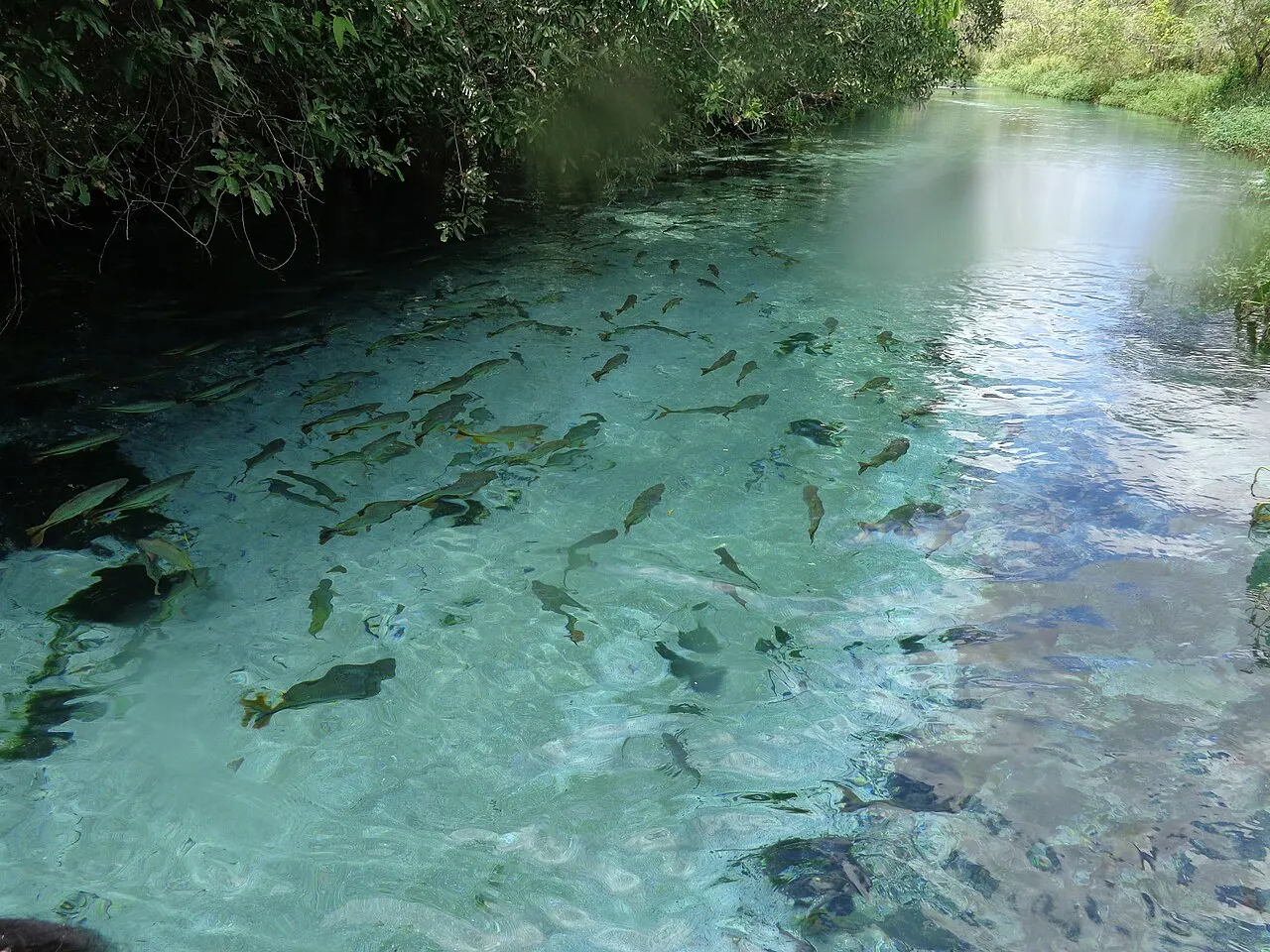 A água muito transparente do rio Sucuri, com cardumes de peixes visíveis sobre o fundo claro e vegetação nas margens.