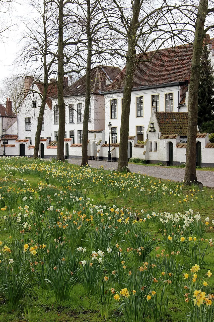 O gramado do Begijnhof coberto de narcisos amarelos, entre árvores altas, com as casas brancas das beguinas ao fundo.