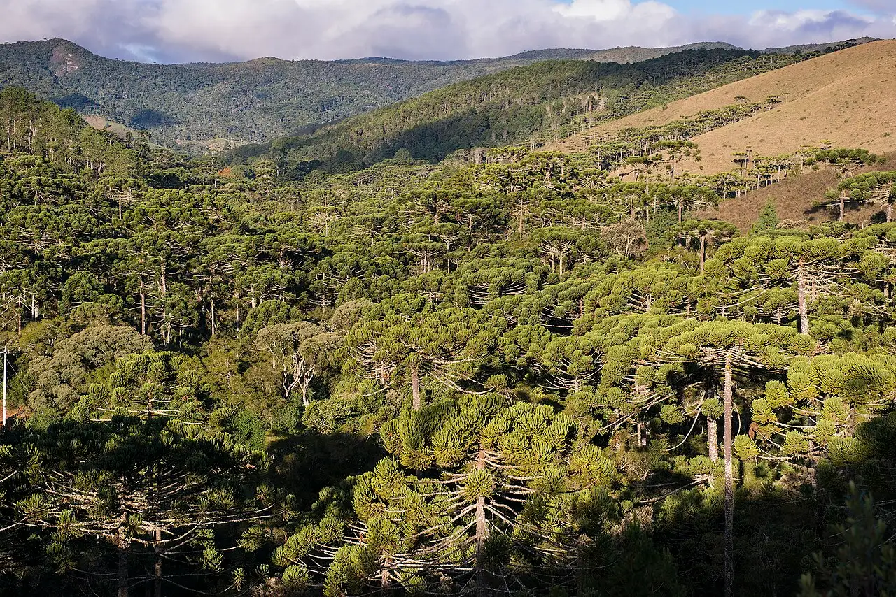 A mata de araucárias do Parque Estadual de Campos do Jordão cobrindo o vale, com as encostas da serra ao fundo.
