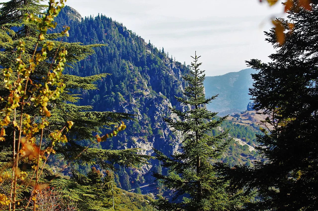 Montagne couverte de forêt de conifères, vue entre des sapins sombres et des branches aux feuilles jaunes d'automne au premier plan ; d'autres crêtes au loin.