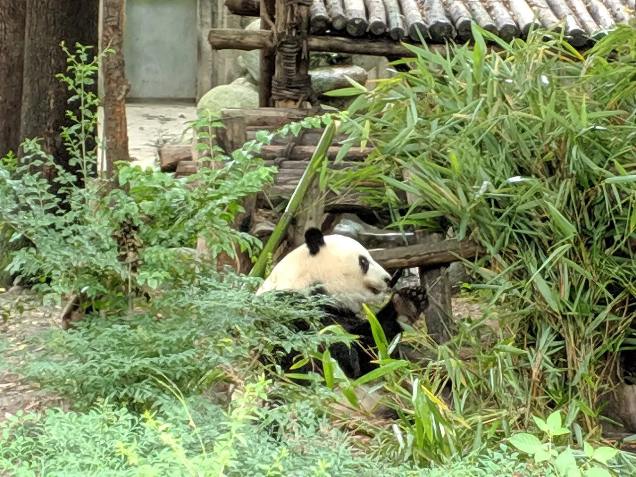 A giant panda sitting among clumps of bamboo, holding a stalk to its mouth, with a log structure and a tiled roof behind it.