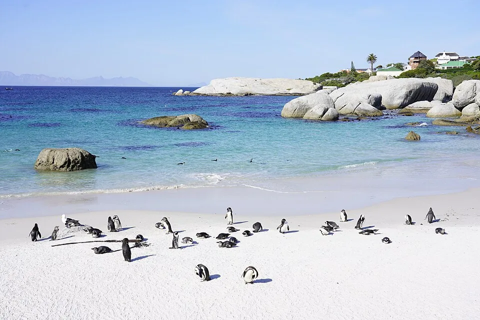 Pinguins na areia de Boulders Beach; água azul e grandes rochas de granito compõem a paisagem costeira.