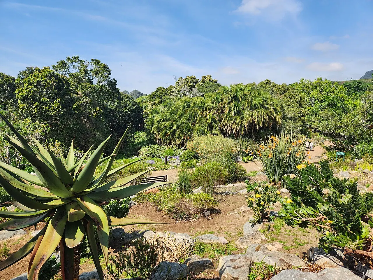 Um canteiro do Kirstenbosch traz uma babosa em primeiro plano, palmeiras e o caminho entre as árvores.