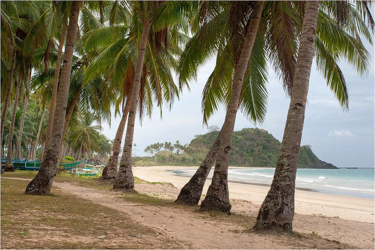 Row of leaning coconut palms over a sandy path, with the long pale beach, small waves and a green hill in the background.