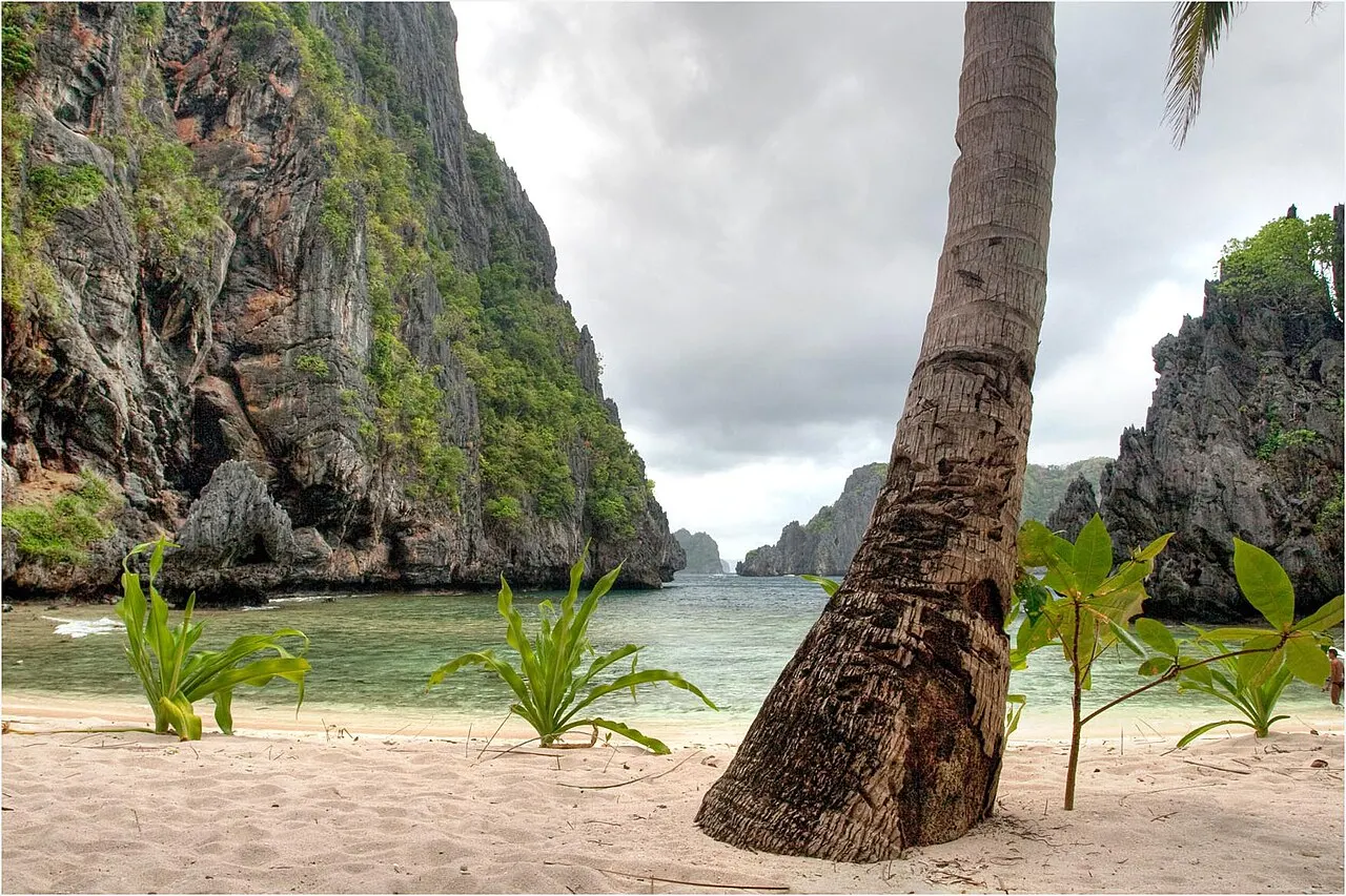 White sand beach with a leaning coconut palm in the foreground, young plants in the sand and green water between limestone cliffs, under a cloudy sky.