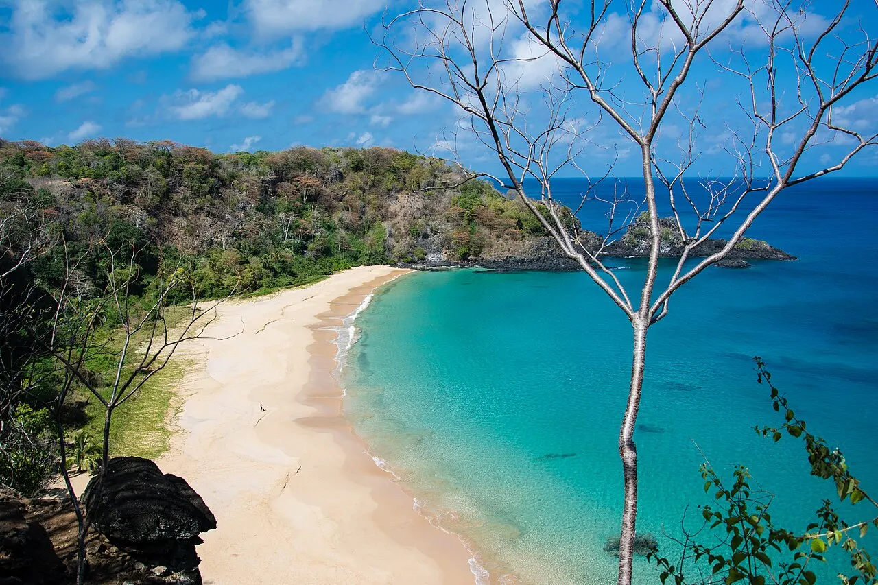 A Baía do Sancho vista do alto da falésia, com uma faixa de areia clara, mar verde-azulado transparente e mata na encosta, com galhos secos em primeiro plano.