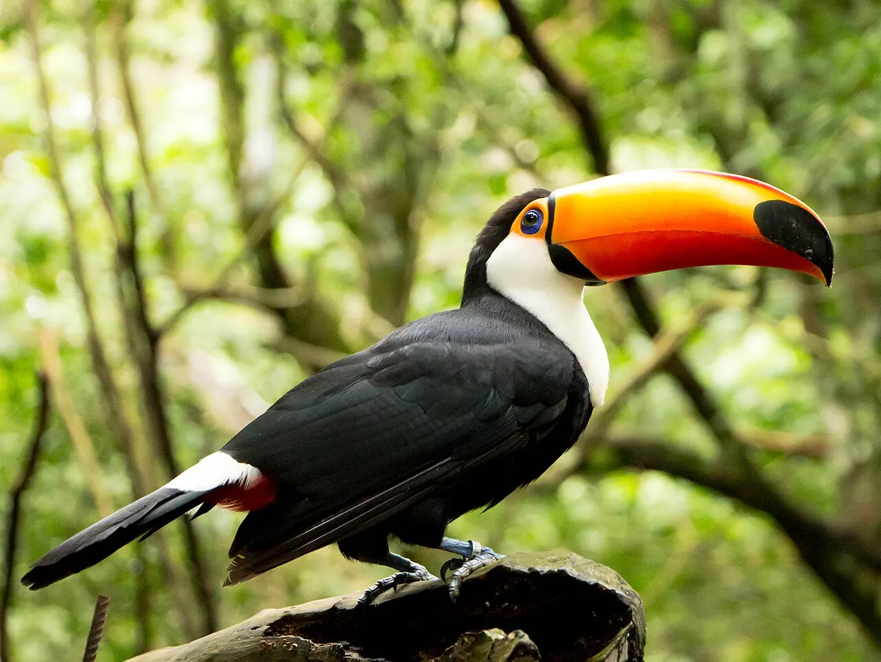 Tucano-toco de bico laranja pousado num galho, no Parque das Aves, em Foz do Iguaçu.