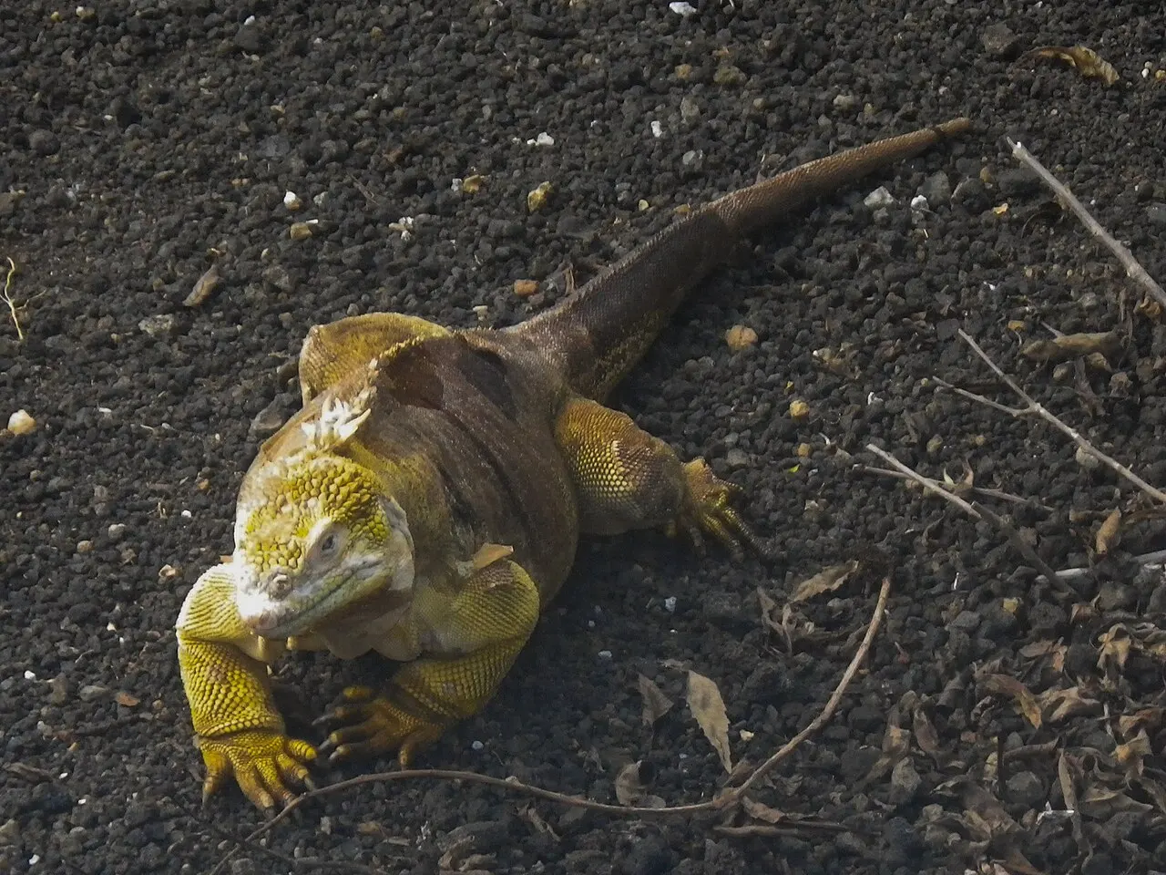 Uma iguana-terrestre de Galápagos sobre a rocha vulcânica escura.