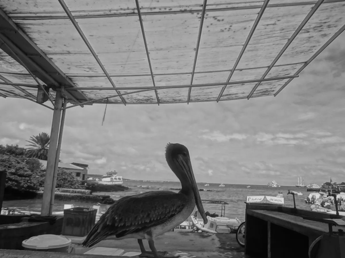 Fotografia em preto e branco de um pelicano no balcão coberto do mercado, com recipientes, barcos e a margem rochosa da baía ao fundo.
