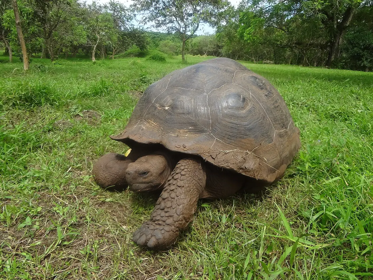 Uma tartaruga-gigante de Galápagos no pasto da reserva El Chato.