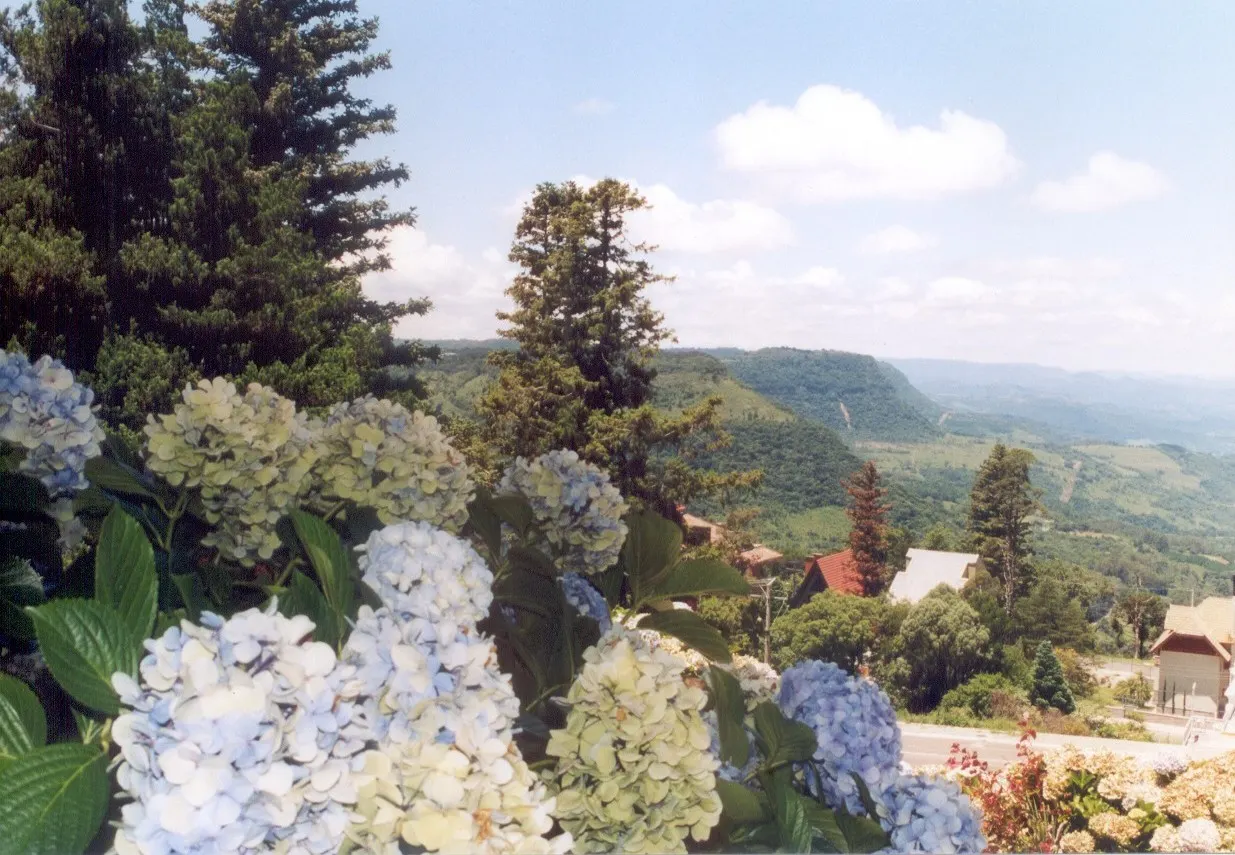 Hortênsias azuis e brancas em primeiro plano no mirante do Vale do Quilombo, com araucárias, telhados e o vale verde de encostas íngremes ao fundo.