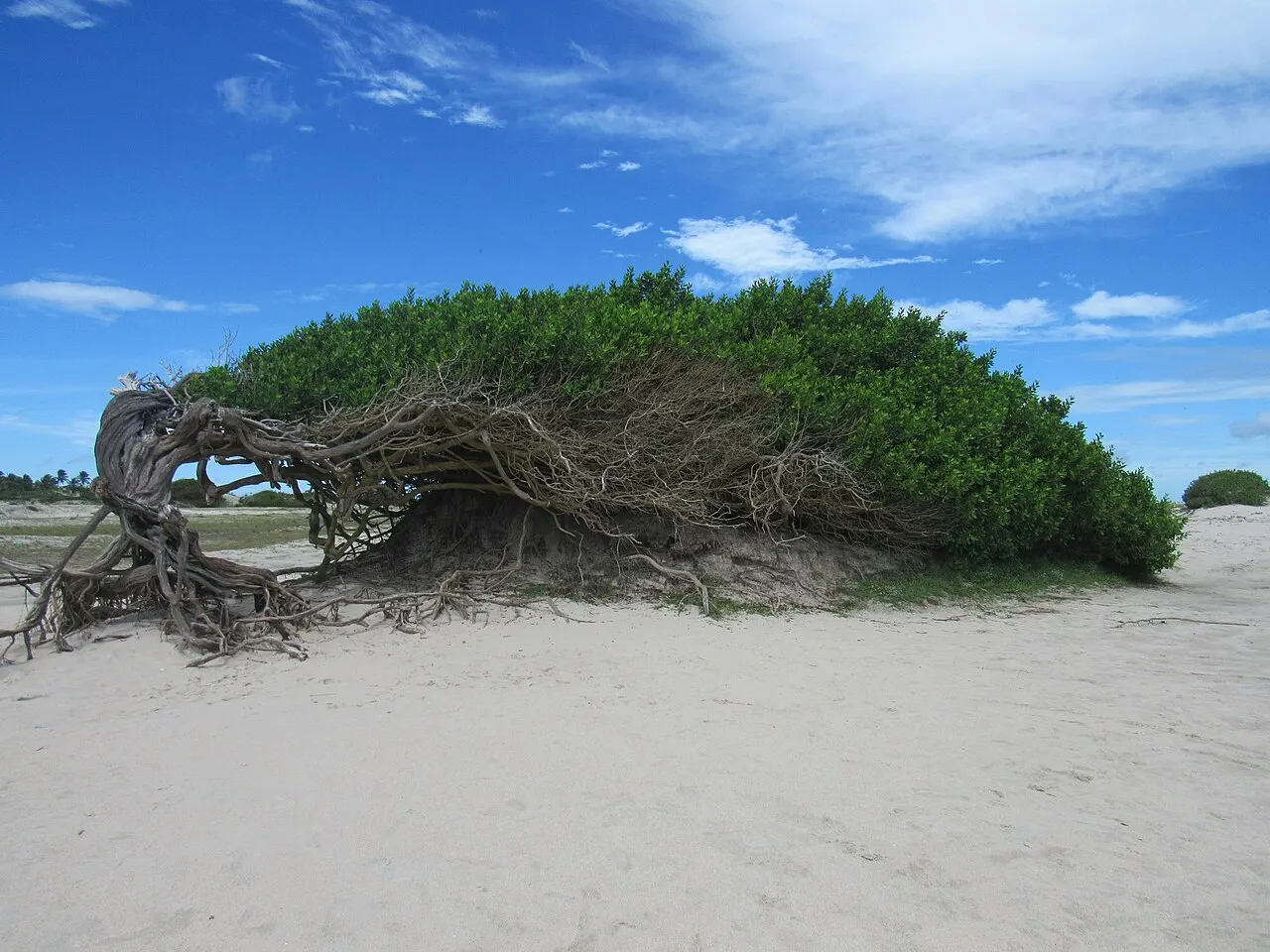 A Árvore da Preguiça, em Jericoacoara, um arbusto de copa verde e galhos retorcidos inclinado quase rente à areia pelo vento, sob céu azul.