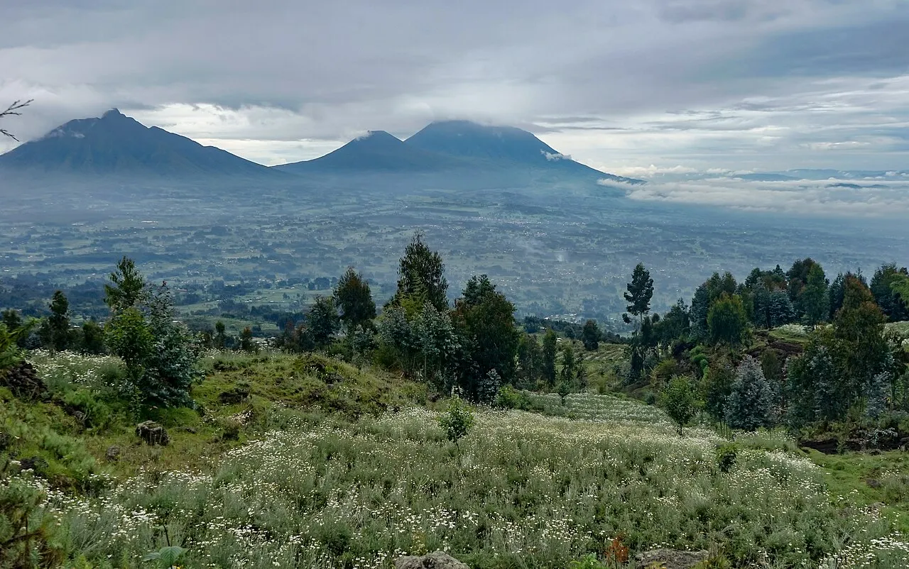 Three dark volcanic peaks under low clouds, behind a green plain; in the foreground, a field of white flowers and scattered pines.