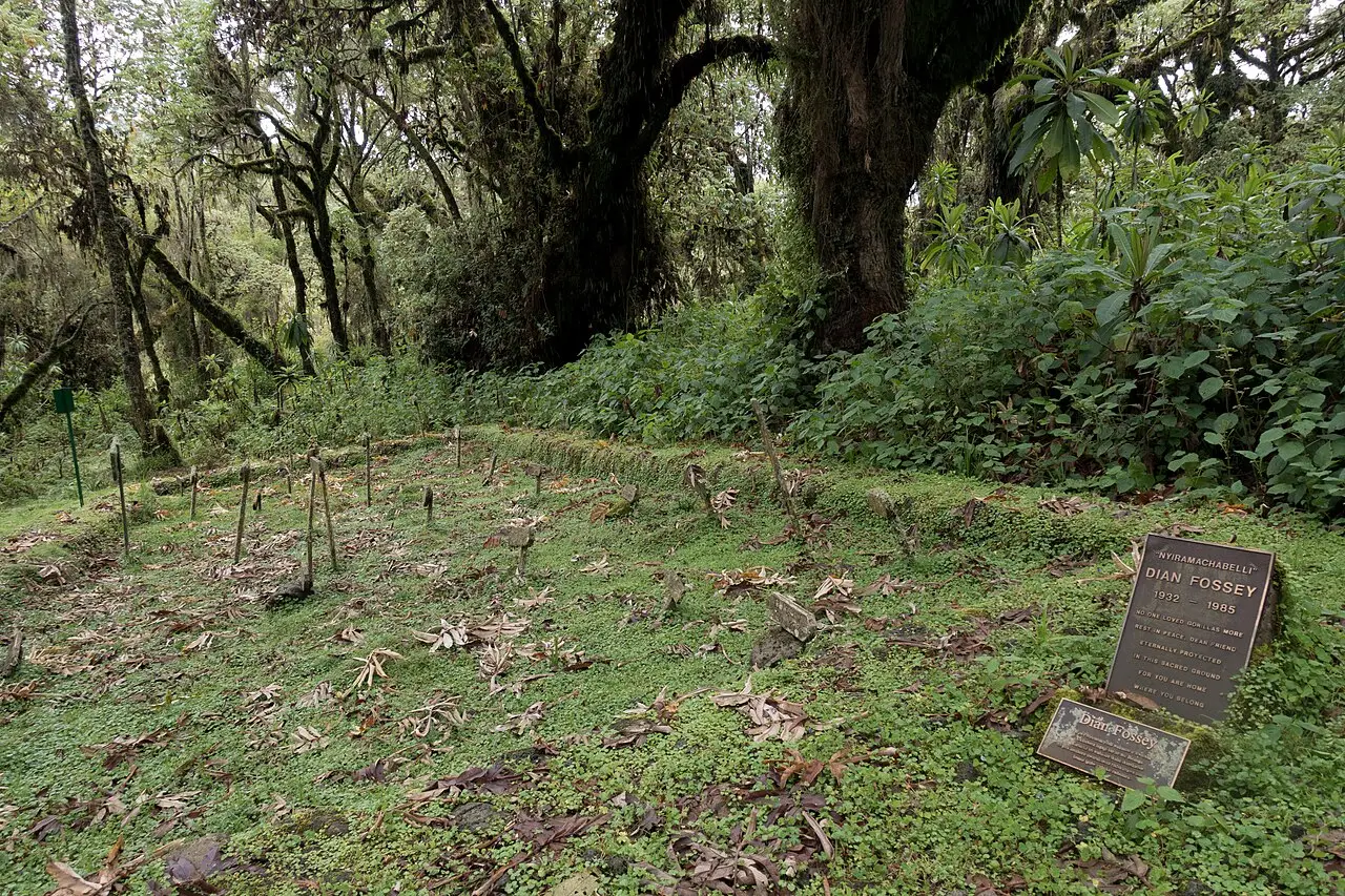 A clearing covered in low plants in a forest of mossy trees, with rows of small wooden stakes and, on the right, a metal plaque bearing the name Dian Fossey.