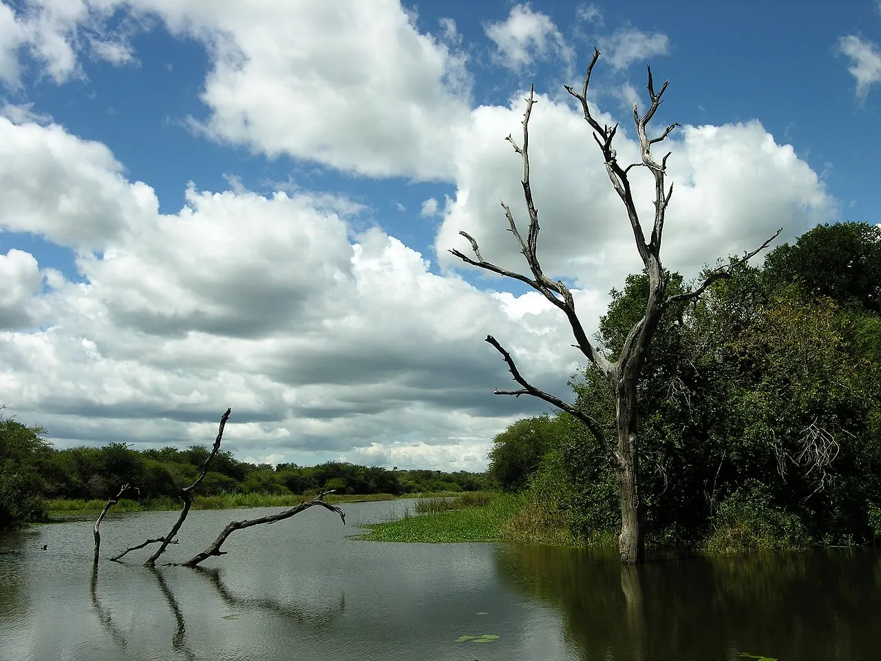 Represa de agua quieta con troncos secos que salen del agua y un árbol muerto alto a la derecha, monte verde en las orillas y cielo azul con nubes blancas.