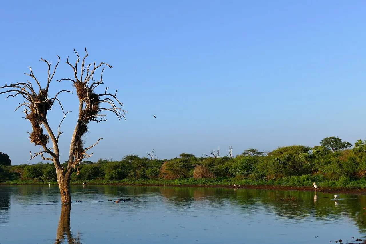 Represa bajo un cielo azul despejado, con un árbol seco lleno de nidos que sale del agua a la izquierda, hipopótamos semisumergidos, garzas blancas en la orilla y monte verde en la ribera opuesta.