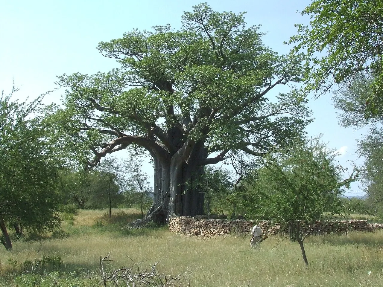 Baobab grande de tronco grueso y copa verde detrás de un muro bajo de piedras apiladas, entre pasto y árboles más pequeños.
