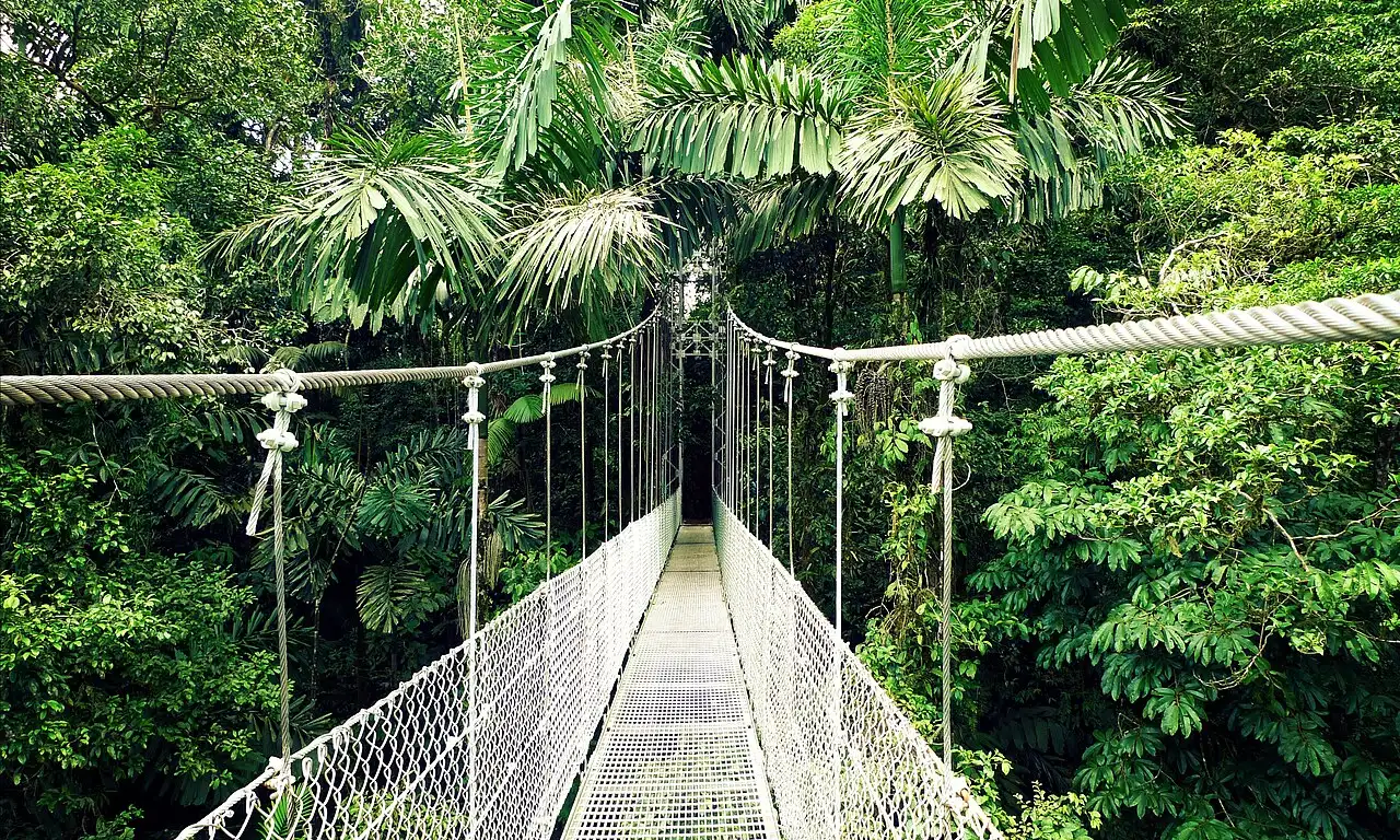 Uma ponte suspensa estreita, com piso de grade metálica e laterais de tela presas a cabos, segue reta entre palmeiras e árvores da floresta.