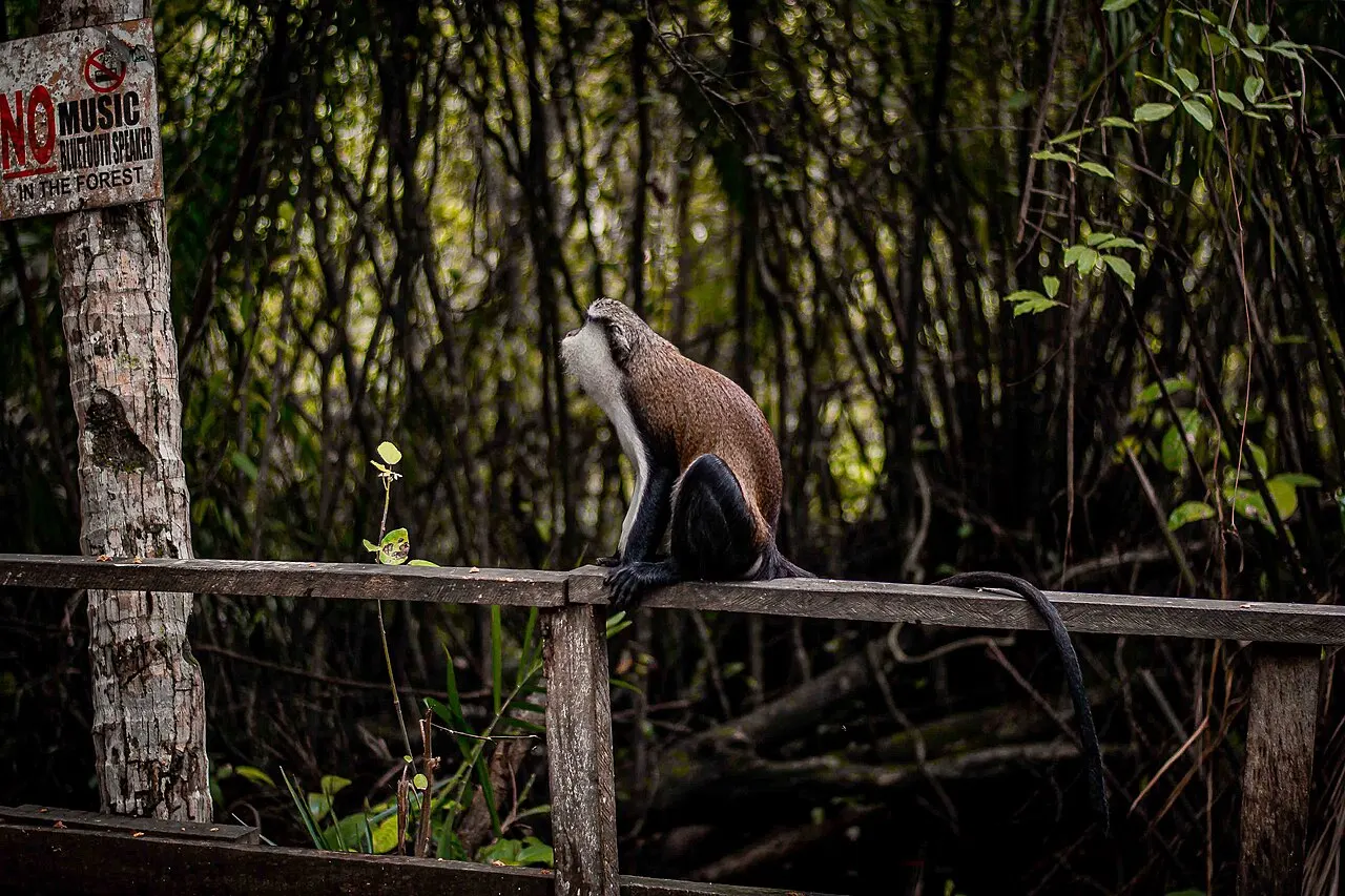 Macaco sentado num corrimão de madeira do Lekki Conservation Centre, em Lagos, com a mata atrás.