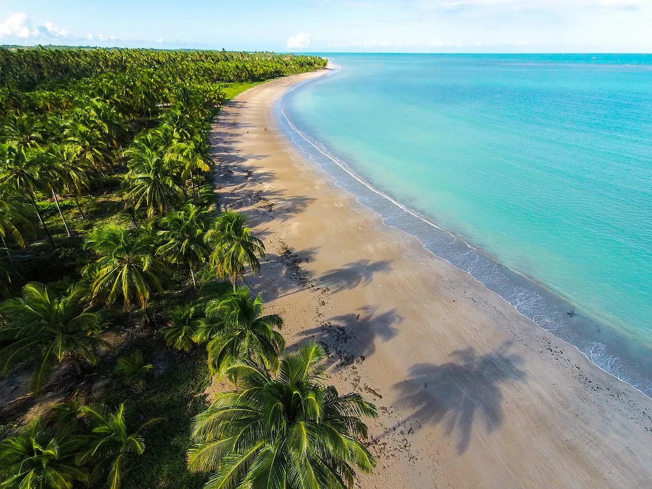 Vista aérea da Praia de Ipioca: um coqueiral denso chega até a faixa de areia, ao lado de um mar turquesa e raso.