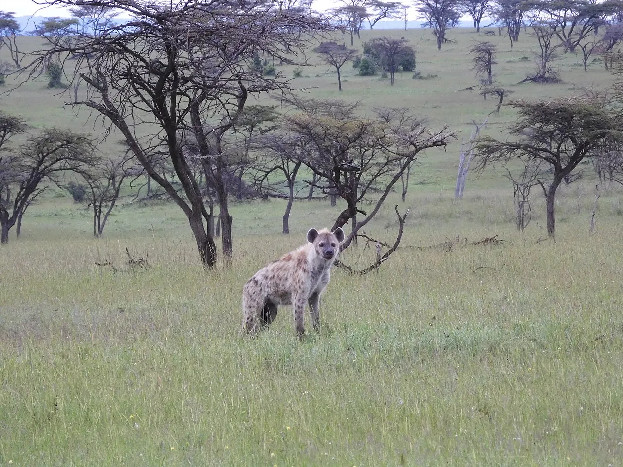 Uma hiena-malhada parada no capim verde, olhando para a câmera, entre acácias de galhos secos espalhadas pela savana.