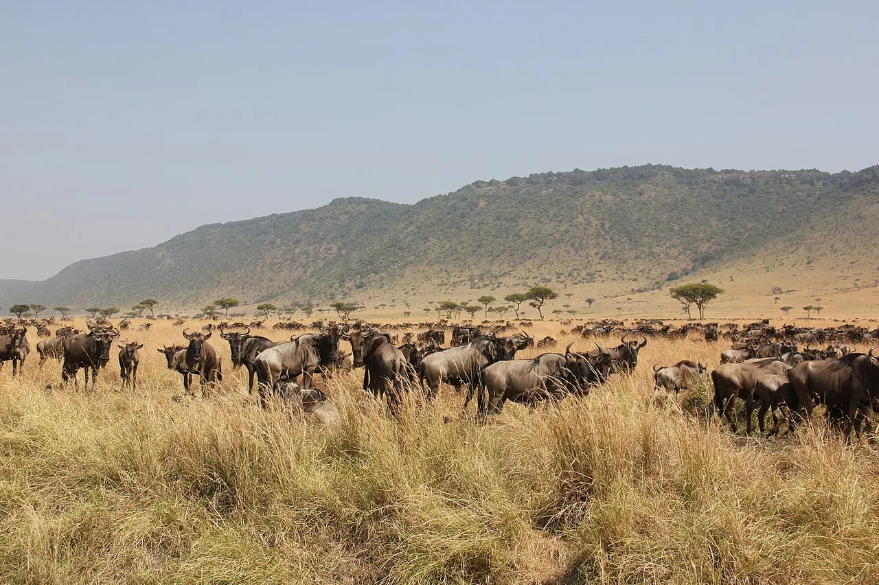 Uma encosta alta e comprida, coberta de mato, fecha o horizonte atrás de uma manada de gnus no capim seco da planície.