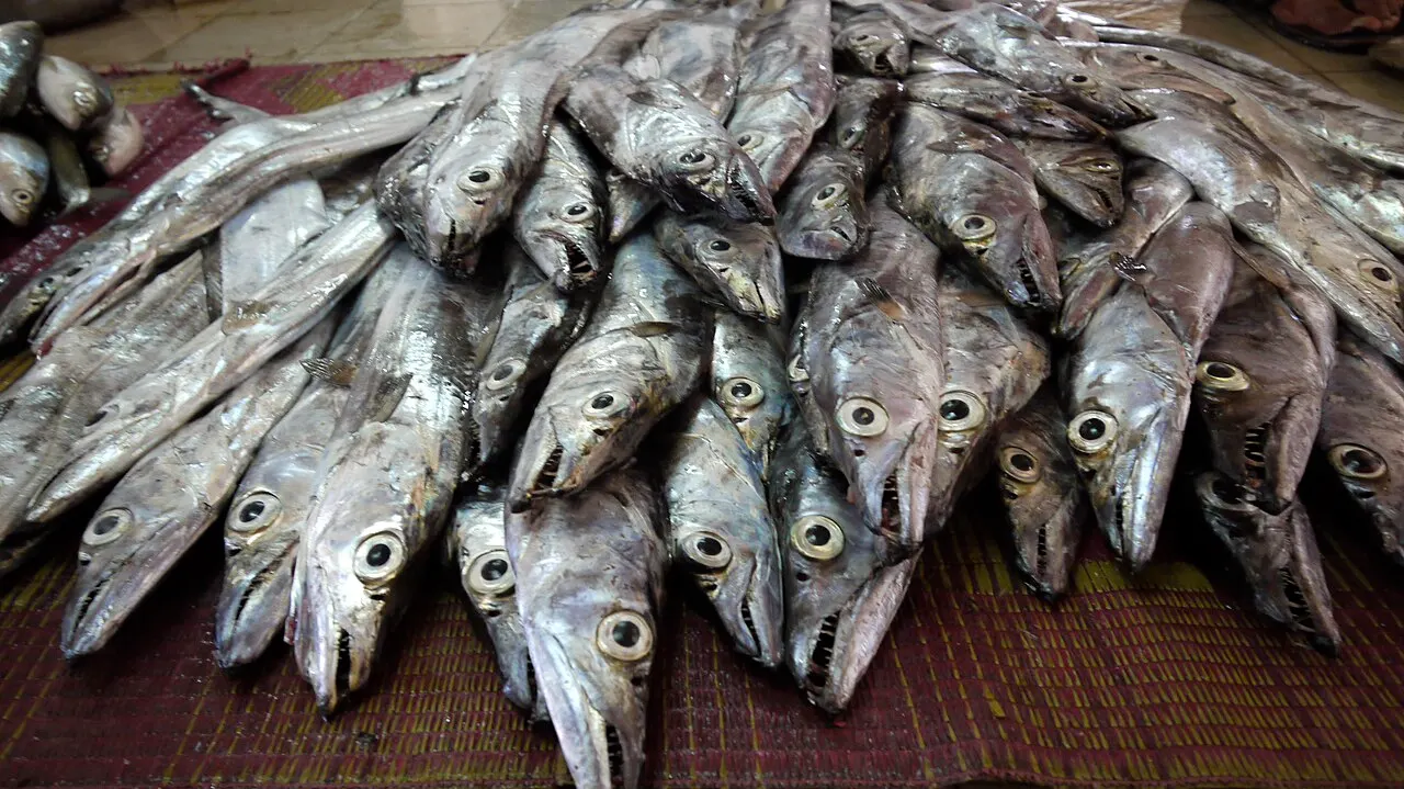 Un montón de peces plateados y alargados, con la cabeza hacia delante, apilados sobre una estera trenzada.