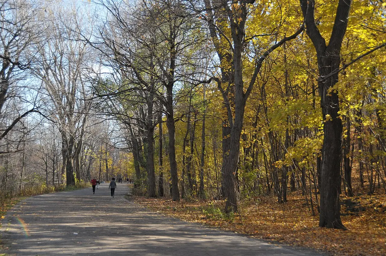 Caminho largo de saibro subindo pelo parque do Mont-Royal no outono, entre troncos altos já sem folha e bordos ainda amarelos, com folhas caídas no chão e duas pessoas caminhando ao longe.