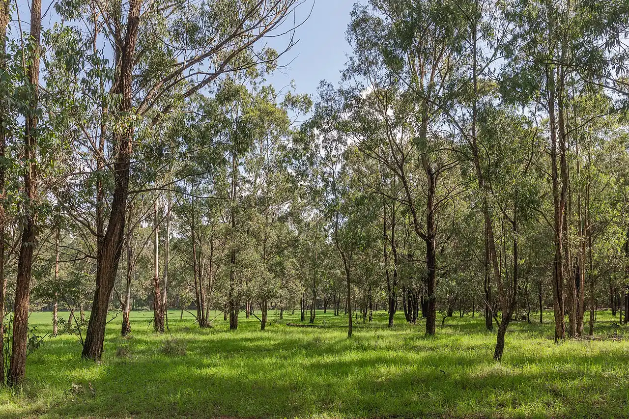 Árvores altas espaçadas sobre um gramado aberto na Floresta de Karura, em dia de sol.