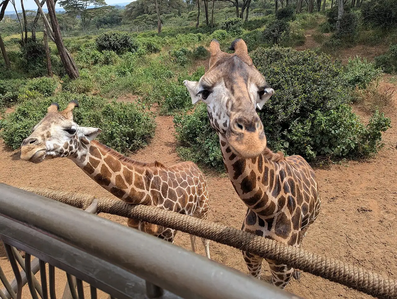 Girafa de pescoço esticado sobre a plataforma do Giraffe Centre, em Nairóbi, com a mata atrás.