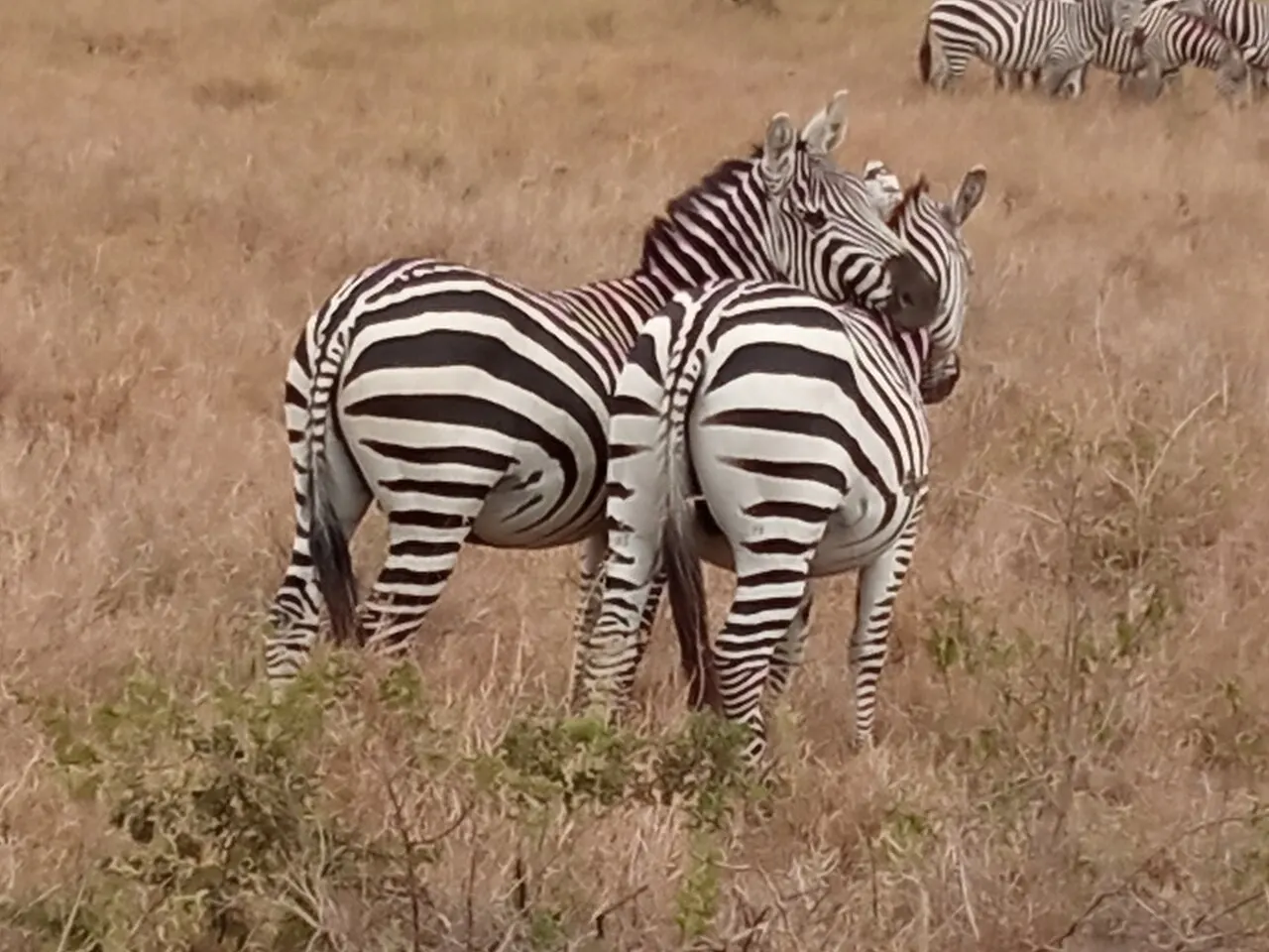 Duas zebras lado a lado no capim seco do Parque Nacional de Nairóbi.