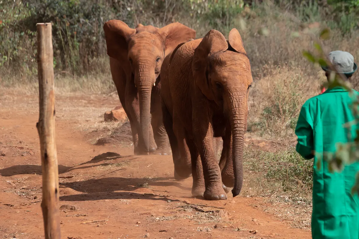 Filhotes de elefante lado a lado na terra vermelha do berçário do Sheldrick Wildlife Trust, em Nairóbi.