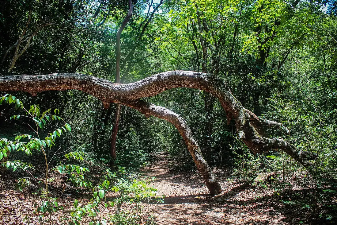 Uma trilha de areia dentro da mata fechada do Parque das Dunas, com um galho torto atravessando o caminho.