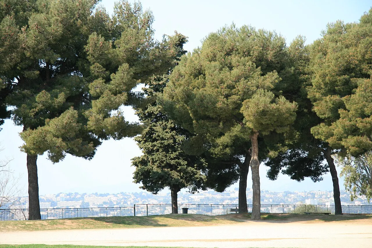 Pinheiros-mansos de copa larga no alto da Colline du Château, com um mirante cercado por grade e a cidade de Nice lá embaixo, ao longe.