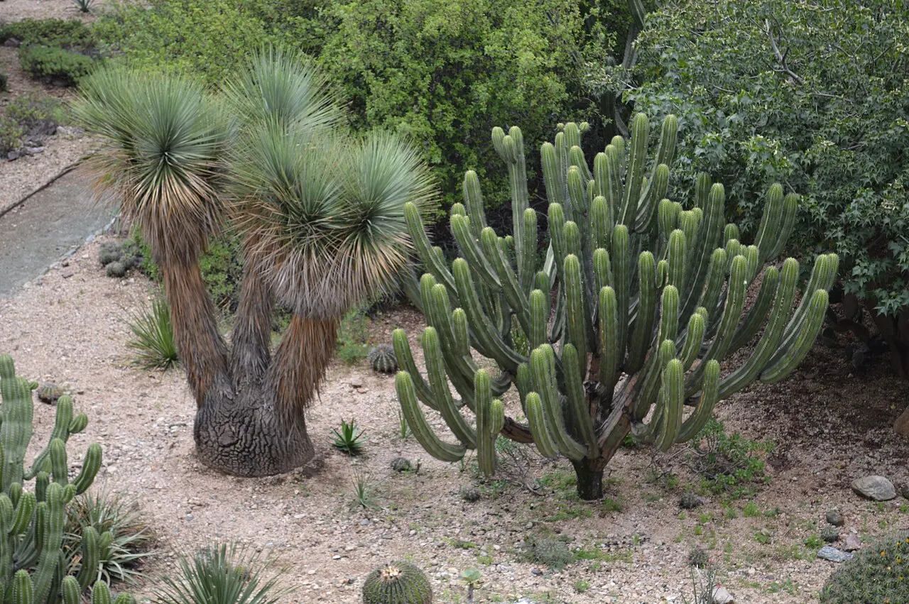 Cactos colunares e uma palmeira baixa no Jardín Etnobotánico de Oaxaca, sobre o solo de pedra.