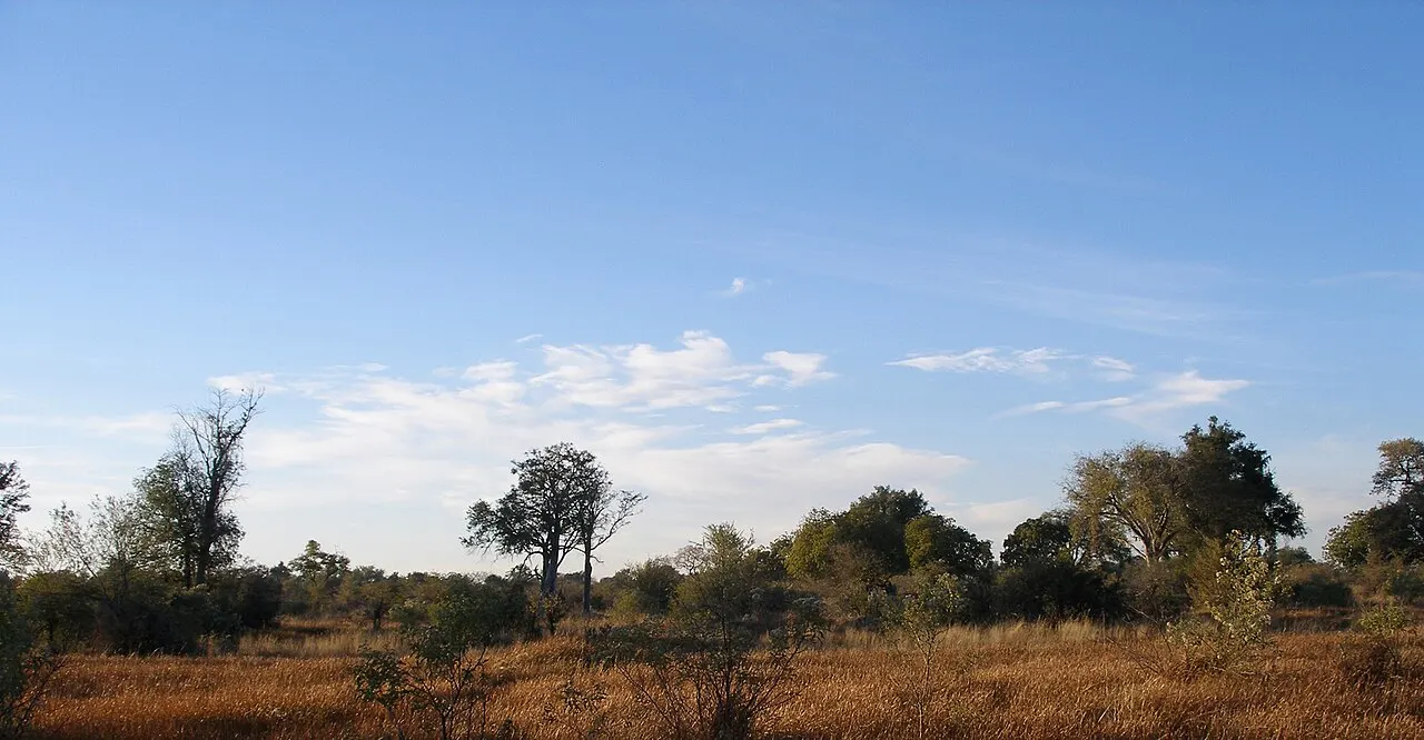 Savanna of dry golden grass with scattered bushes and trees under a blue sky with a few clouds.