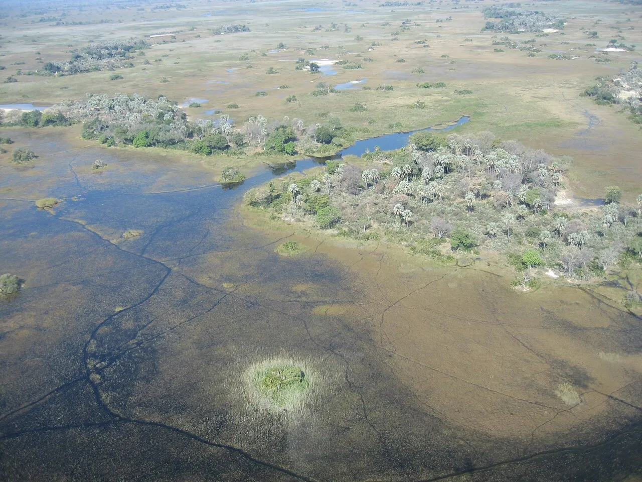 Aerial view of a flooded plain, with a dark-water channel winding between islands covered in trees and palms and a small round clump of vegetation in the foreground.