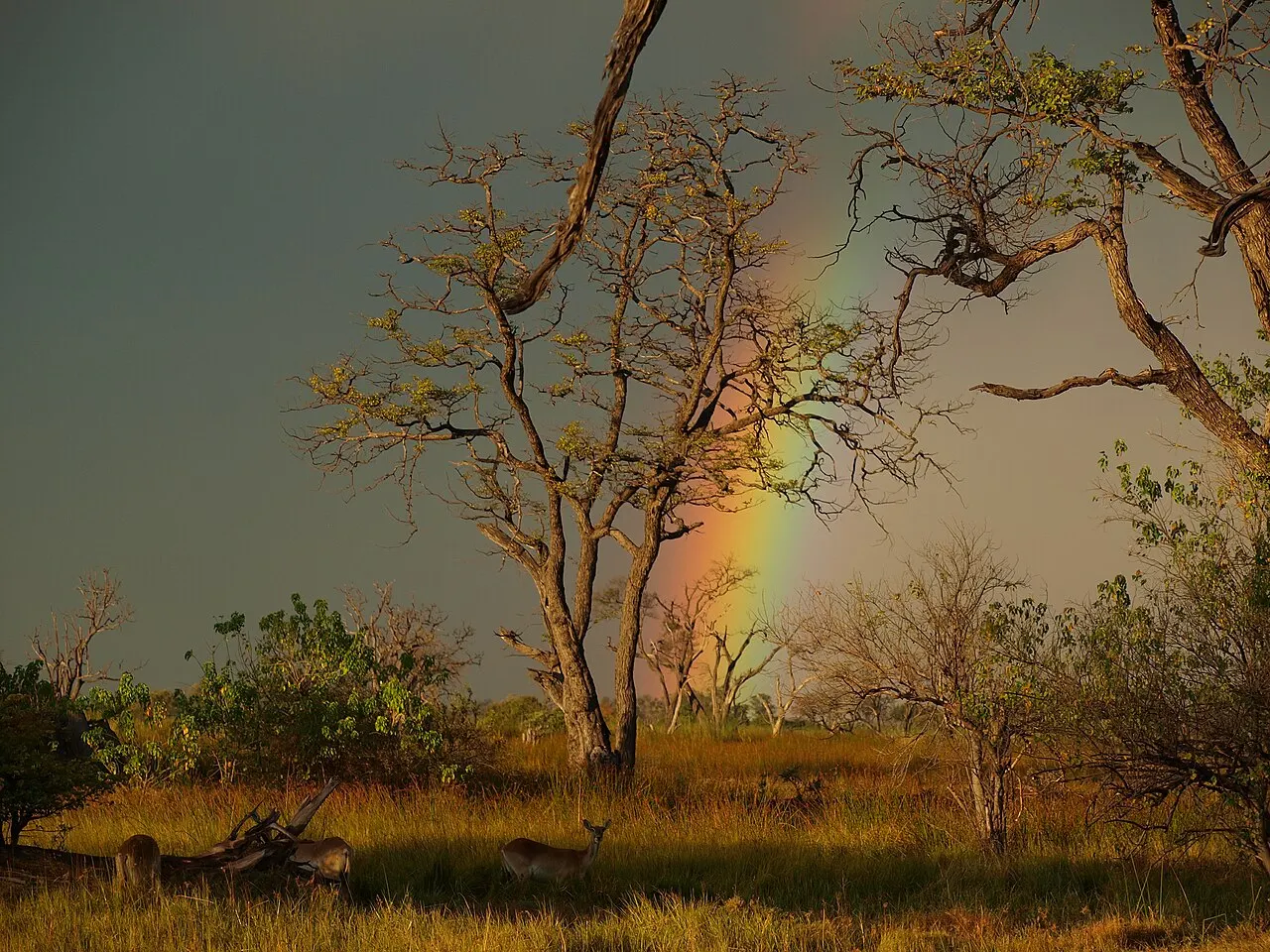 Thin-branched trees lit by low sun against a dark rainy sky, with a rainbow behind them and a few antelopes lying and standing in the grass.