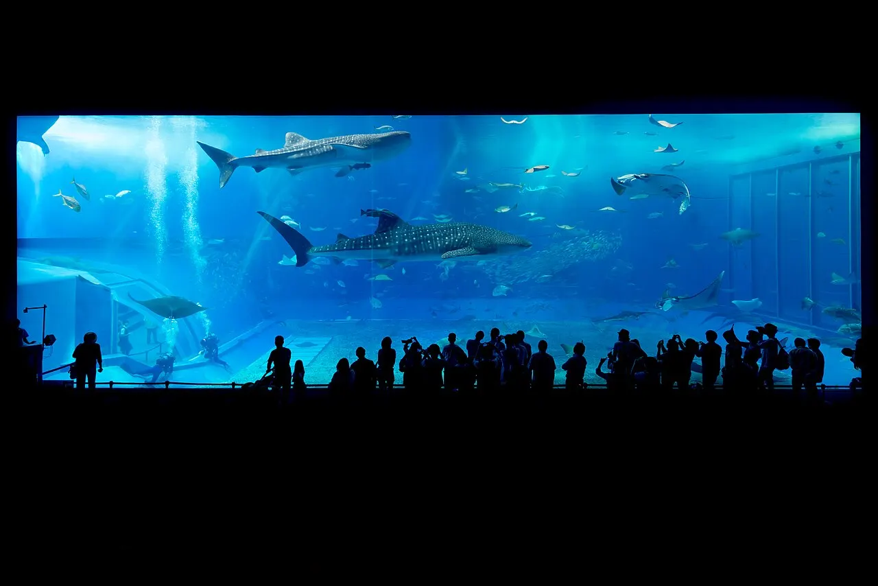 The aquarium's large blue tank, with two whale sharks, rays and schools of fish, and the silhouettes of visitors in front of the glass.