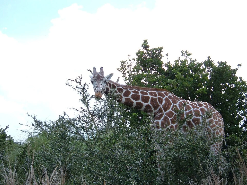 Girafa entre arbustos no Kilimanjaro Safaris do Disney’s Animal Kingdom em 2006, com a parte inferior do corpo escondida pela vegetação.