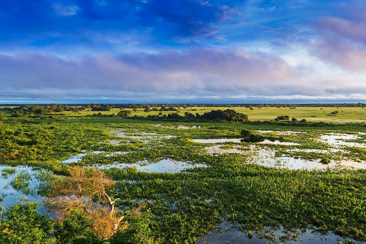 A planície alagada do Pantanal coberta de plantas aquáticas, até o horizonte, sob nuvens escuras.