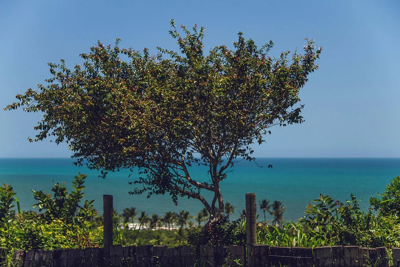 A árvore do mirante do Quadrado, em Trancoso, diante do mar azul e da mata de coqueiros lá embaixo.